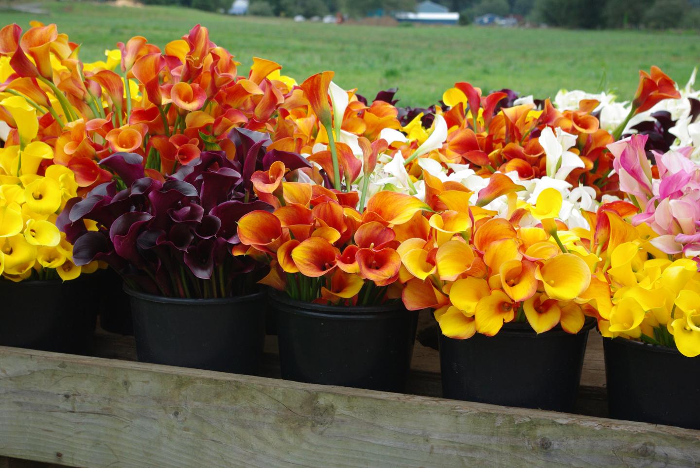 Specialty Cut Flowers