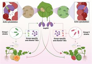 Graphical Abstract