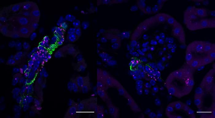 Olfr558 RNA