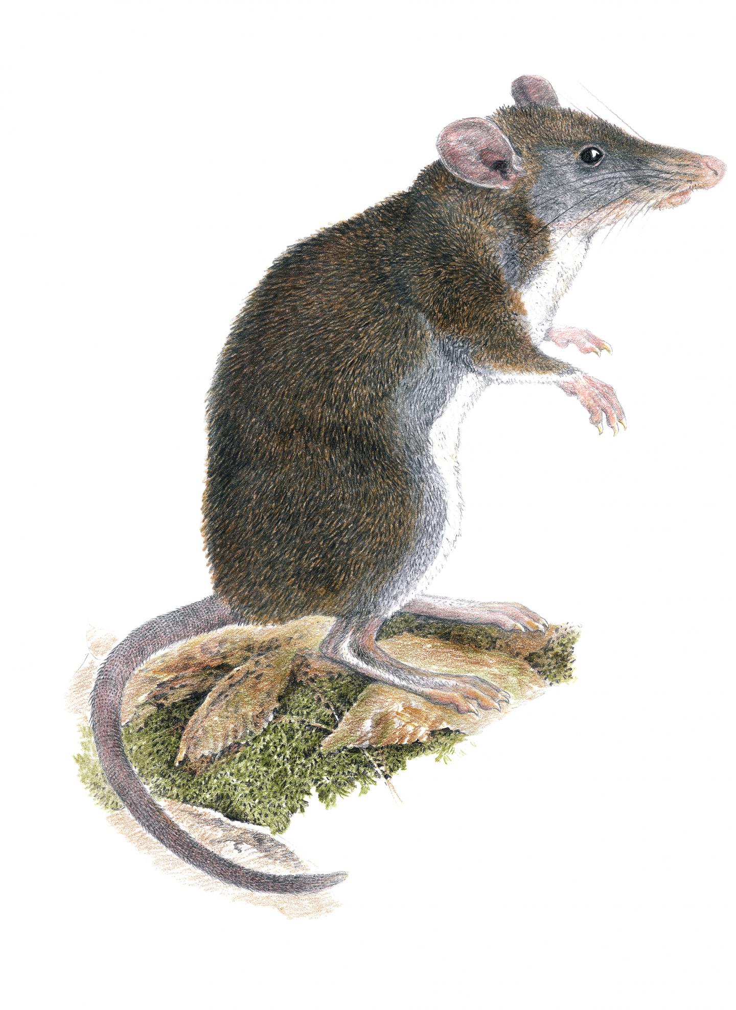 <i>Rhynchomys labo</i> Illustration