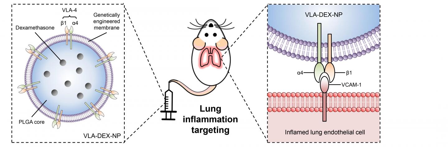 Schematic of genetically engineered cell membrane-coated nanoparticles for drug delivery to inflamed lungs