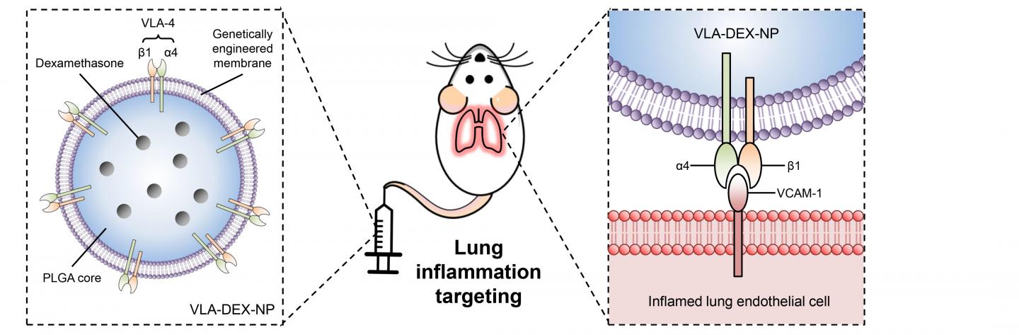 Schematic of genetically engineered cell membrane-coated nanoparticles for drug delivery to inflamed lungs