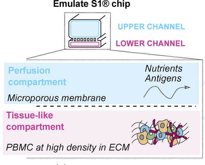 Design of lymphoid organ-chips