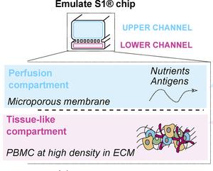 Design of lymphoid organ-chips