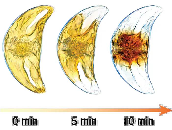 Cell's chloroplast rapidly shrinks