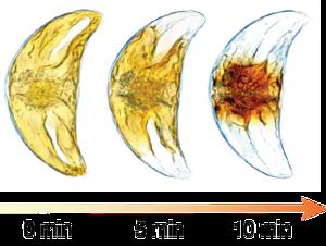 Cell's chloroplast rapidly shrinks