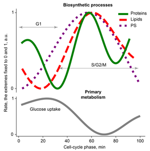 Biosynthetic rates vary during the cell cycle