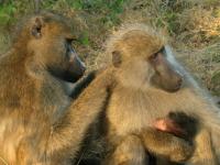 Baboons Grooming (2 of 3)