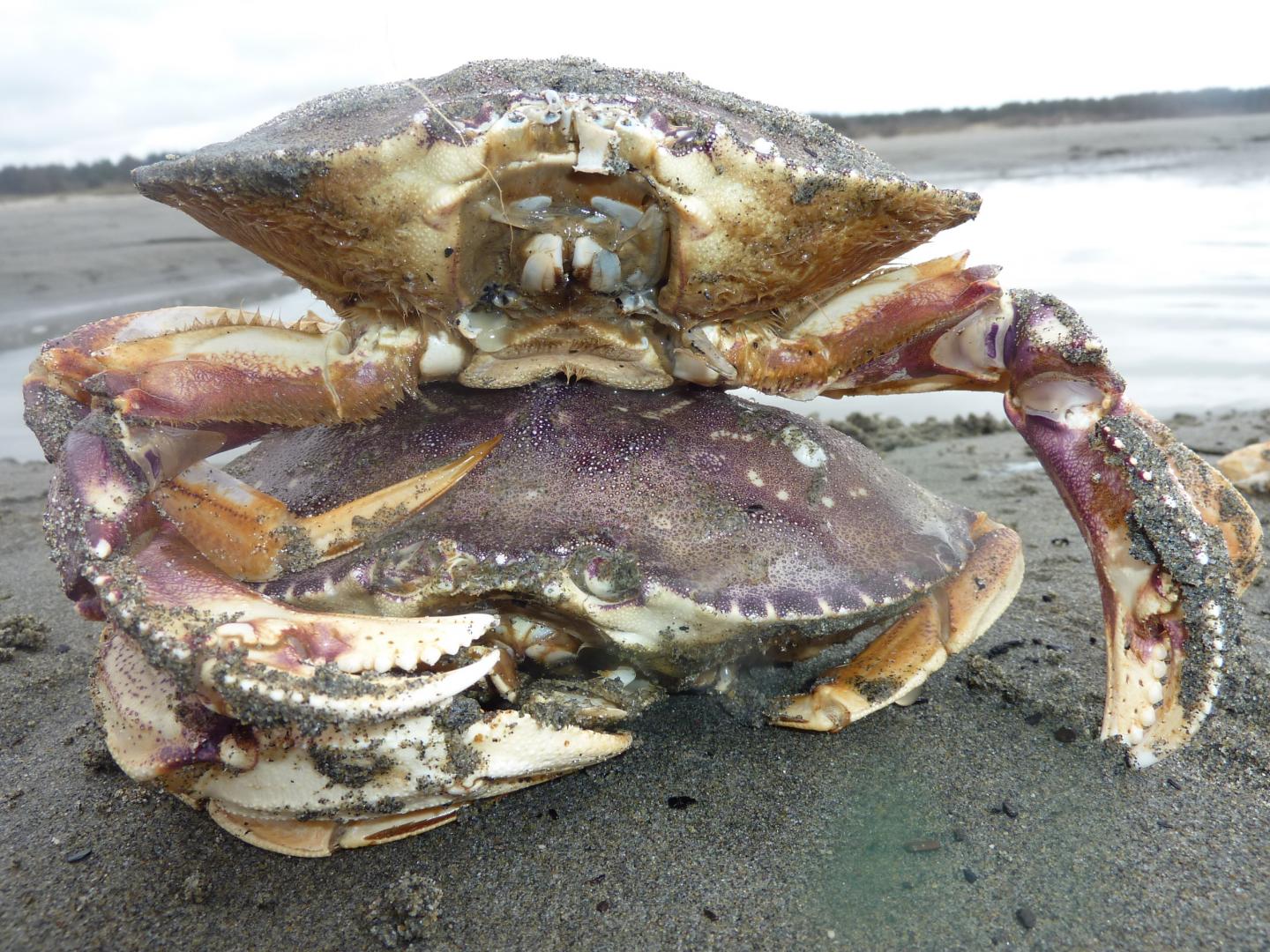 Dungeness crab