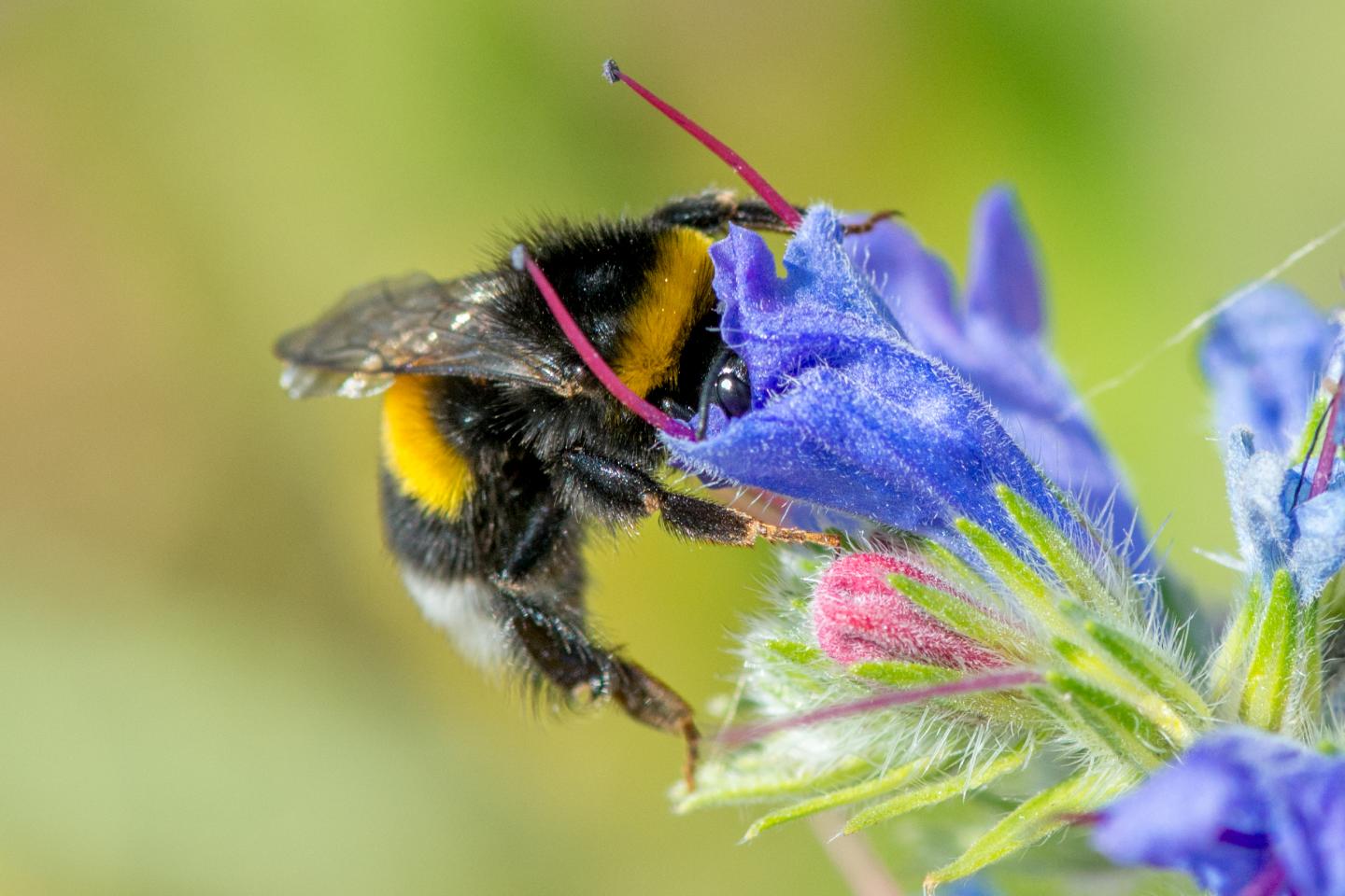 A Buff-Tailed Bumblebee