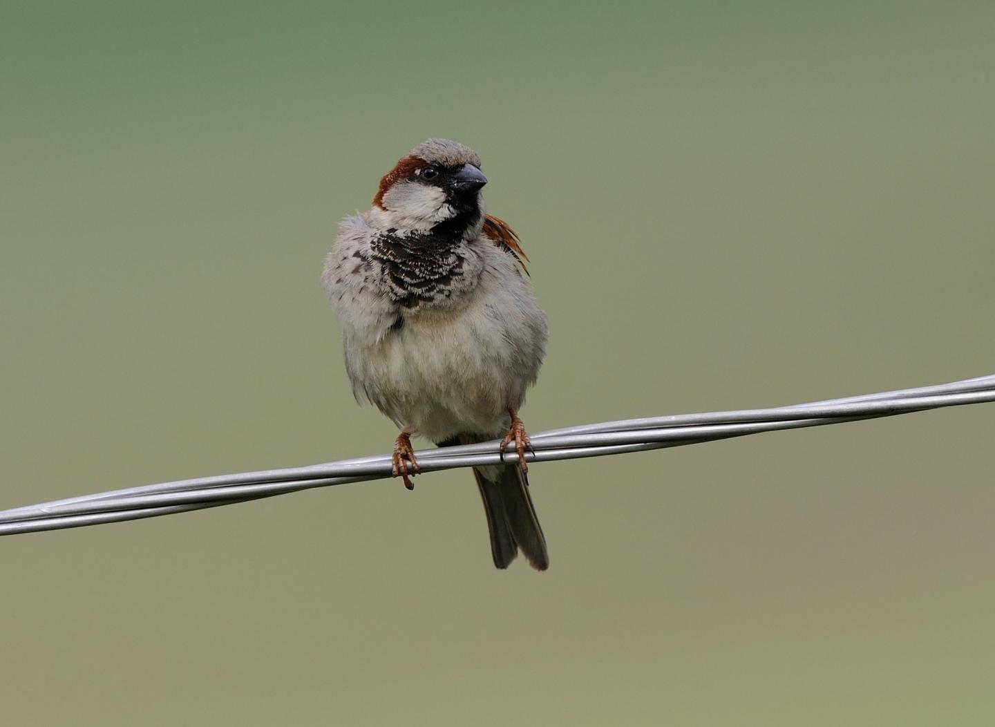 House Sparrow