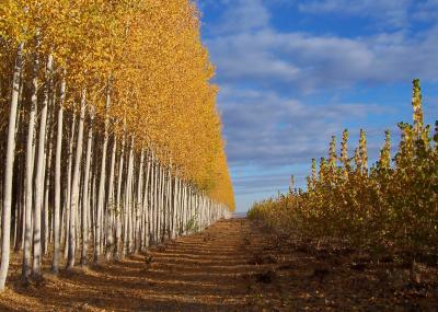 Poplar Plantations