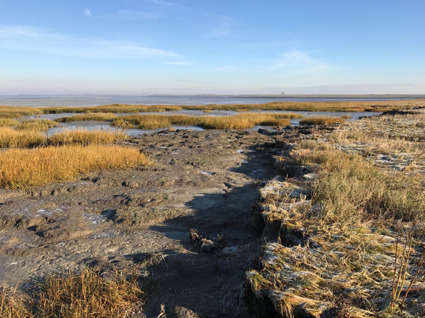 An Eroded Marsh Recovery