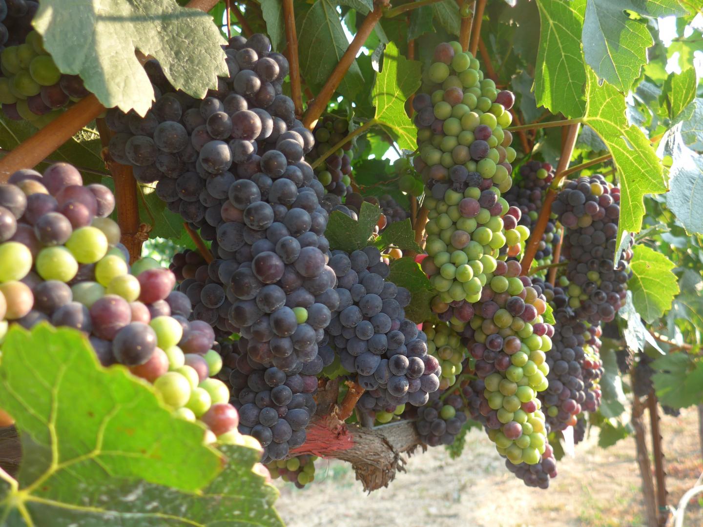 Pinot Noir Grapes
