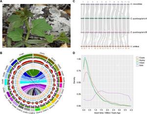 Morphology and genome evolution of Cissus quadrangularis.