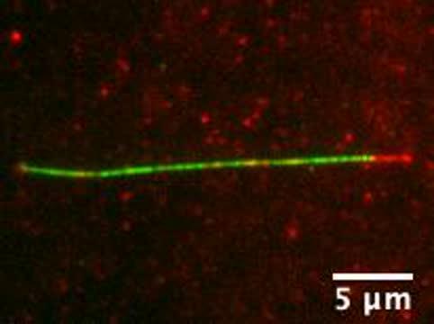 Branching Microtubules Video