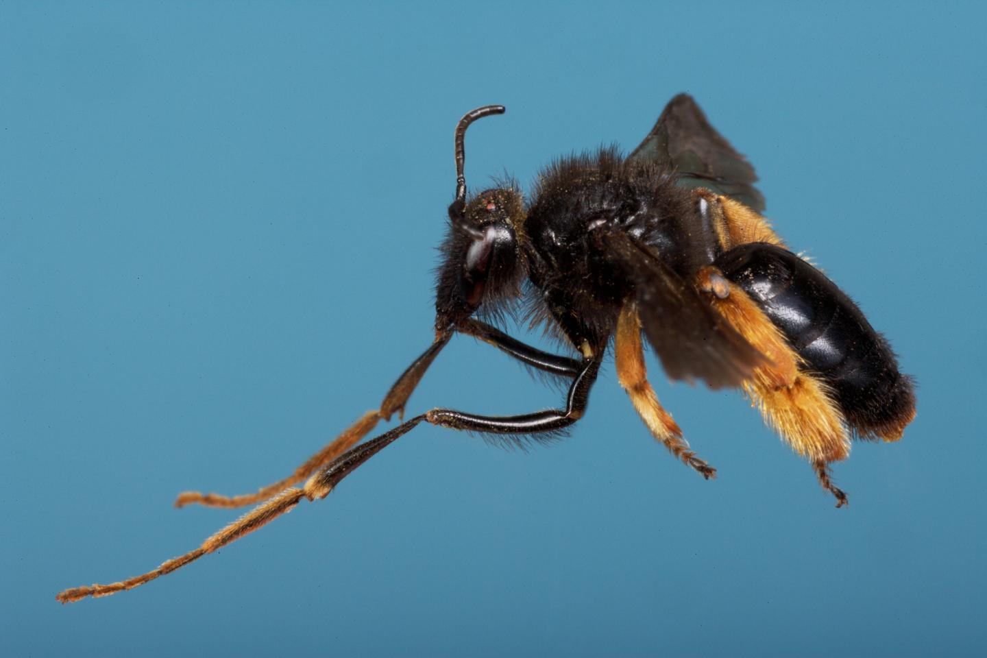 Unusual Long Legs for South Africa's Rediviva Bees