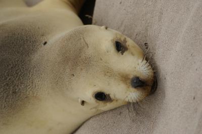 Research Reveals New Zealand Sea Lion Is a Relative Newcomer