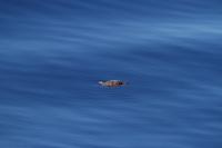 Young Loggerhead Turtle off California