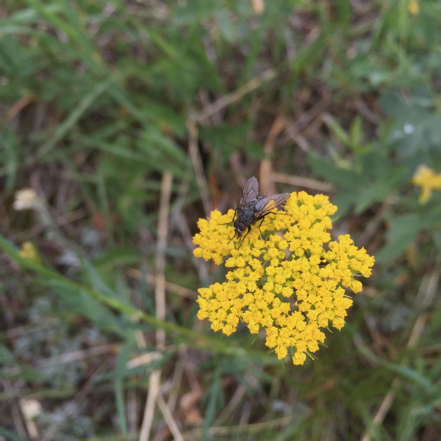 Fly on a flower