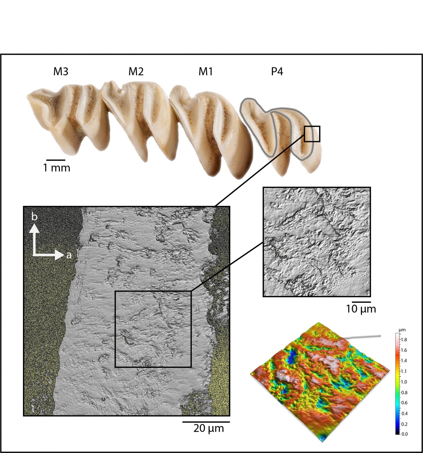 Plant phytolith and water content influence r | EurekAlert!