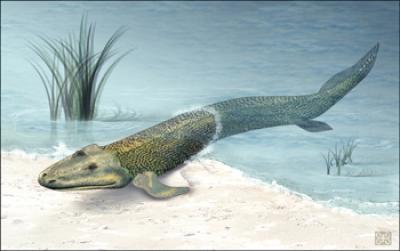 Details of Evolutionary Transition From Fish to Land Animals Revealed (1 of 3)