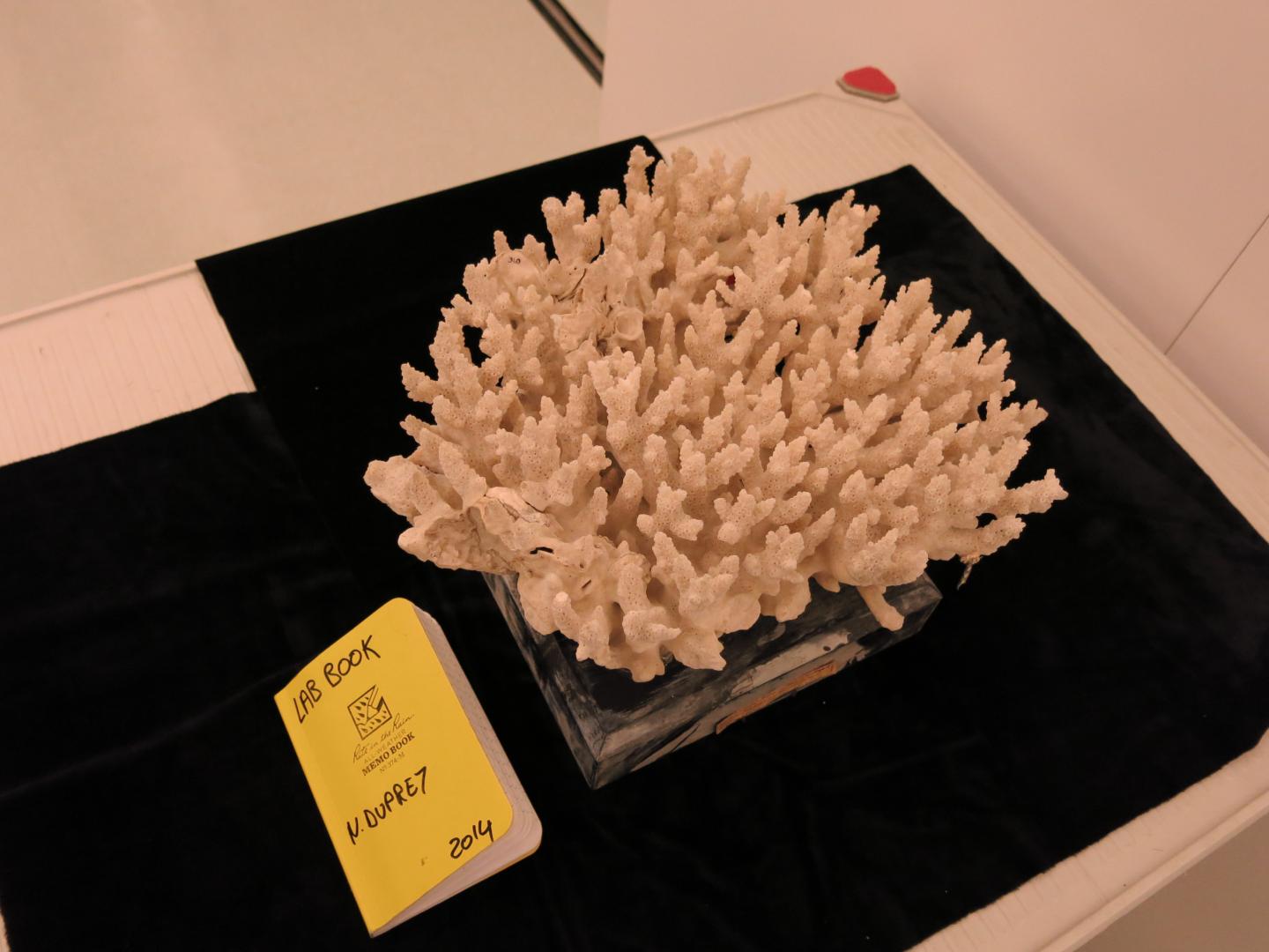 Coral Specimen [IMAGE]  EurekAlert! Science News Releases
