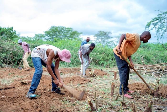 Uprooting prosopis for farm preparation is labour intensive but benefits quickly outweigh the initial investment