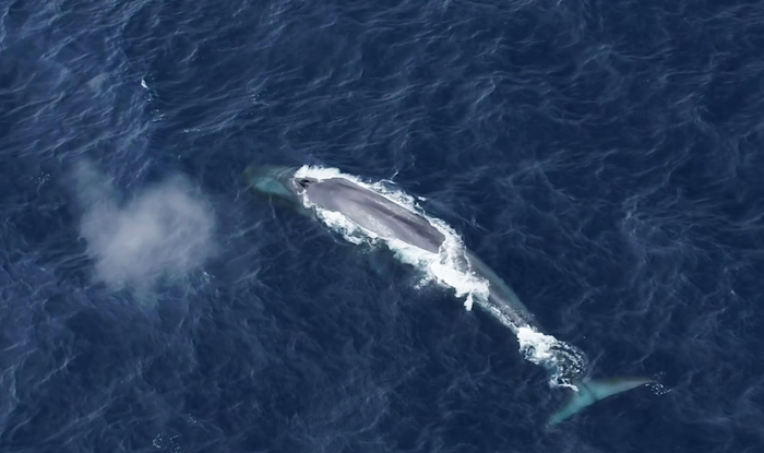 Tag team: a tale of two Antarctic blue whales | EurekAlert!