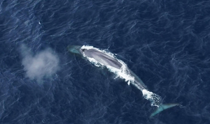 An Antarctic blue whale