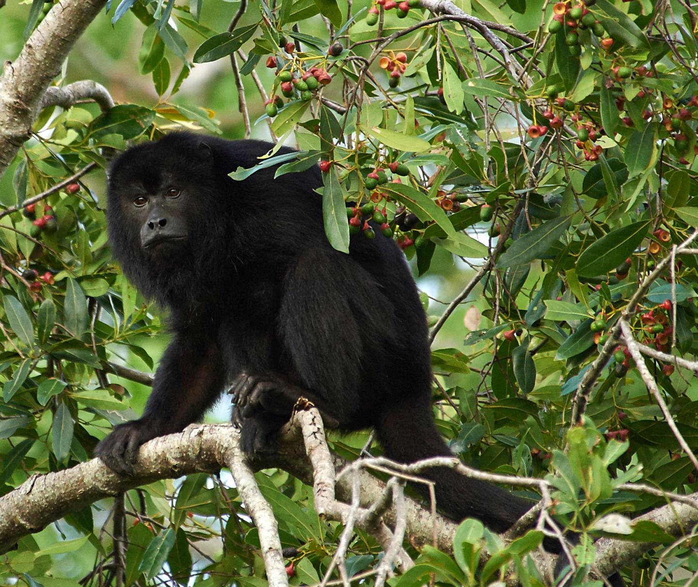 Howler Monkey