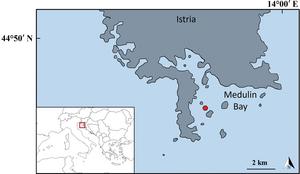 The area in the northern Adriatic Sea where Lagocephalus sceleratus was caught.