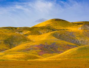 Carrizo Plain grassland