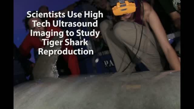 Tiger Shark Ultrasound Video