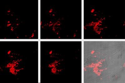 Confocal Microscopy Images