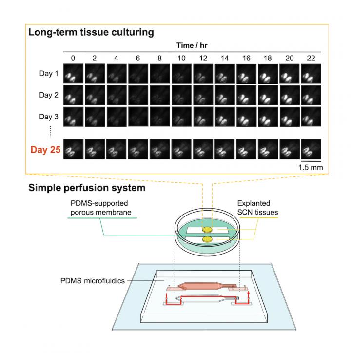 Brain Tissue Functional after 25 Days on An Artificial Membrane