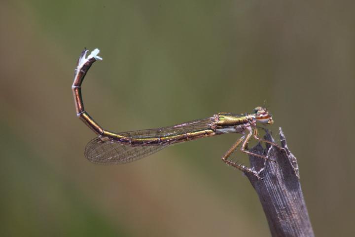 The Dragonfly <i>Hemiphlebia mirabilis</i>
