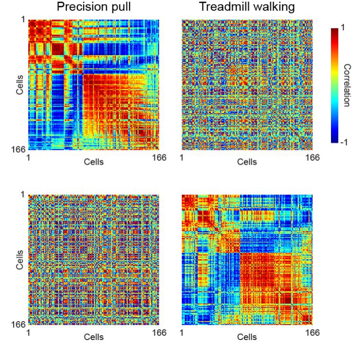 Correlation Matrices: Precision Pull vs. Treadmill Walking