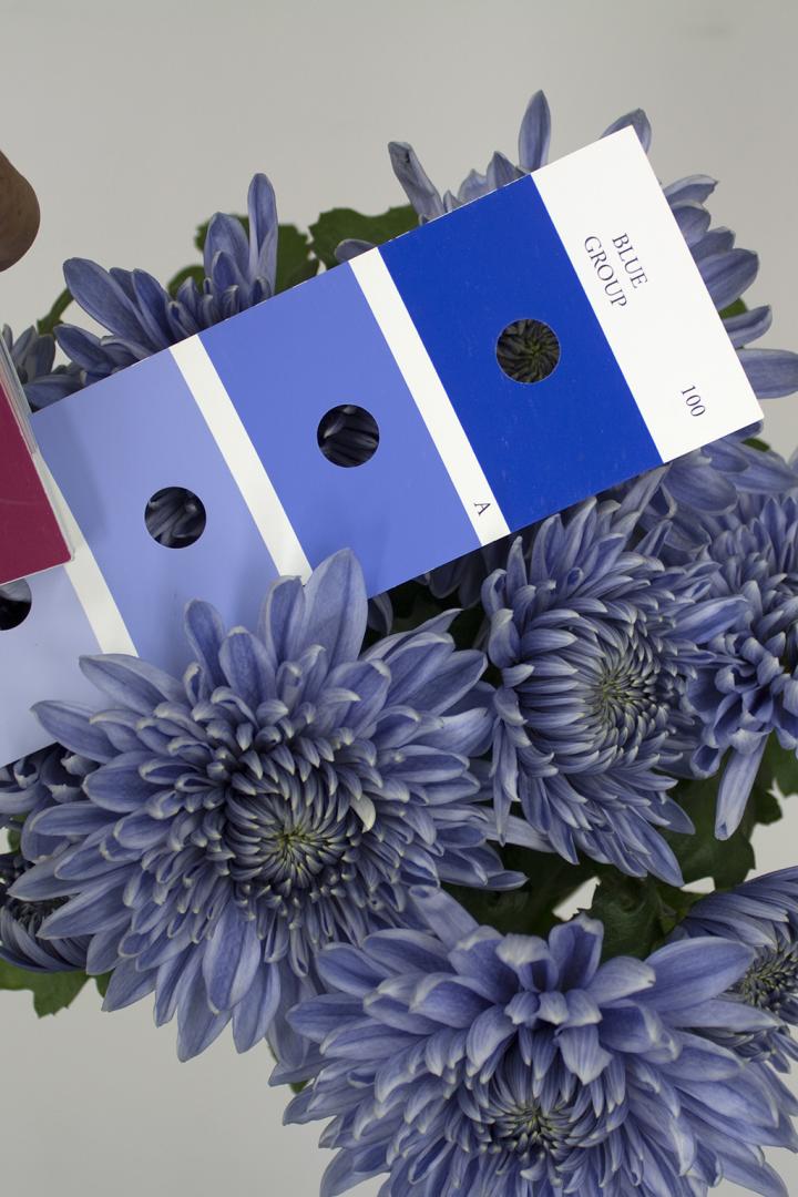 Genetic Engineering Turns Chrysanthemums 'Tru | EurekAlert!