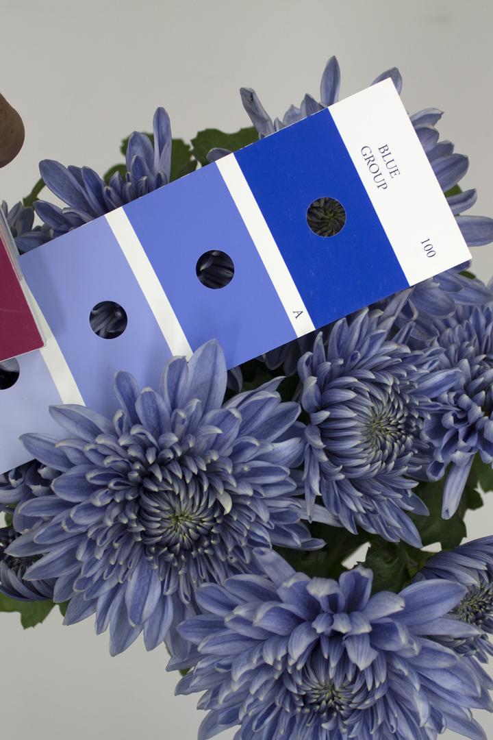 Genetic Engineering Turns Chrysanthemums 'True Blue' (11 of 11)