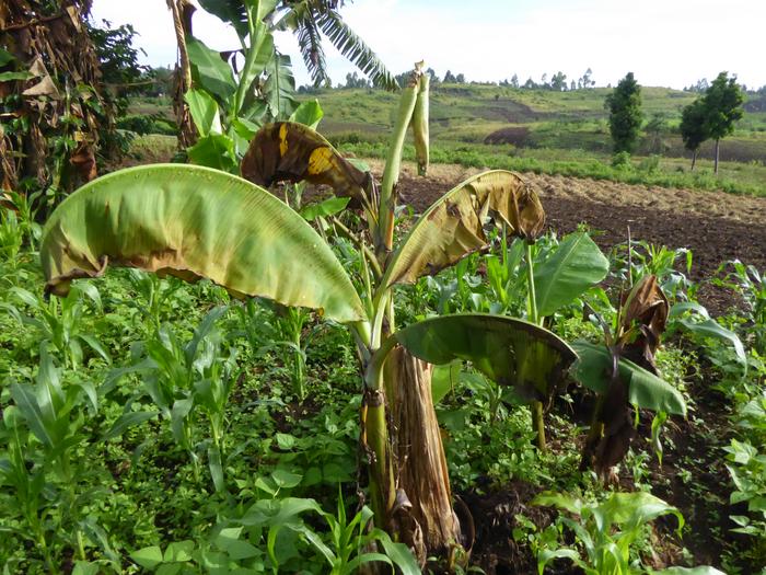 Banana plant infected by the disease BXW