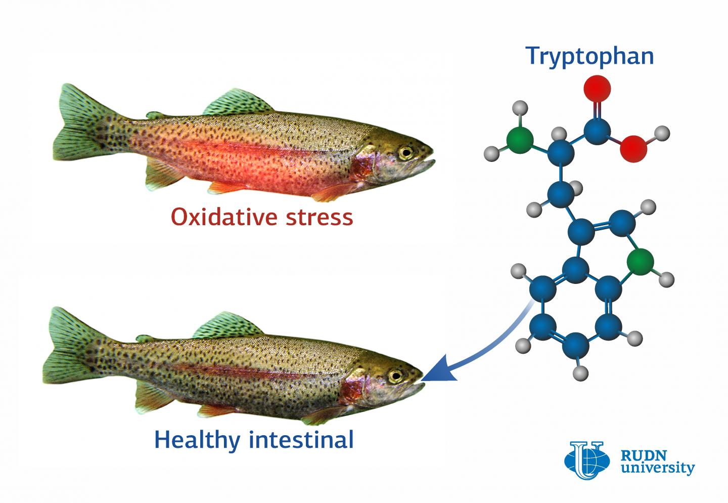 Tryptophan Supports the Work of Intestinal Tract in Trouts Under Stress, Says a biologist from RUDN University