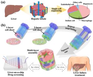 Biomimetic hepatic lobules from three-dimensional imprinted cell sheets