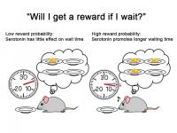 The Effect of Serotonin on Promoting Waiting Depends on the Reward Probability