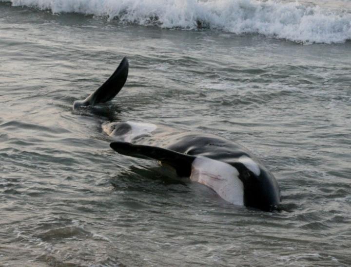 A baseline comparison of killer whale stranding deaths in the northeastern Pacific/Hawaii