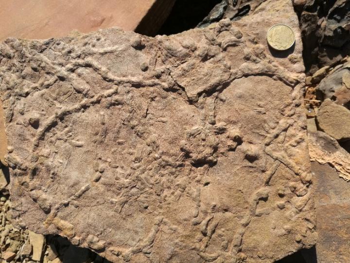 Figure 1. Trace Fossil <i>Treptichnus pedum</i>