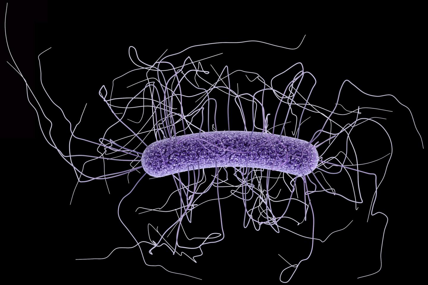 Medical Illustration of <i>Clostridium difficile</i>