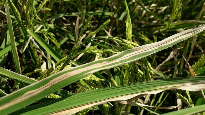 Rice leaf infected by Xoo