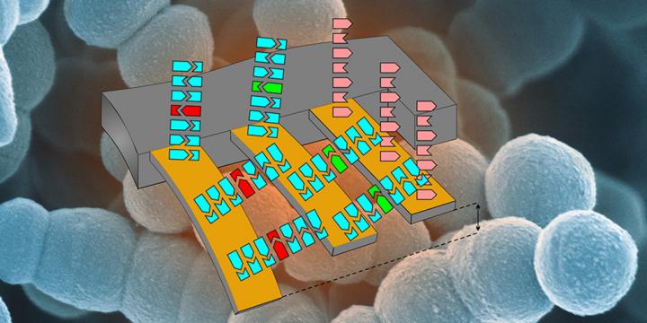 Schematic illustration of the cantilever array to detect antibiotic resistance.