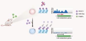 Low-dose exposure to microplastics results in reduced HDAC3 levels and impaired oocyte maturation